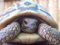 RealDamnSlow